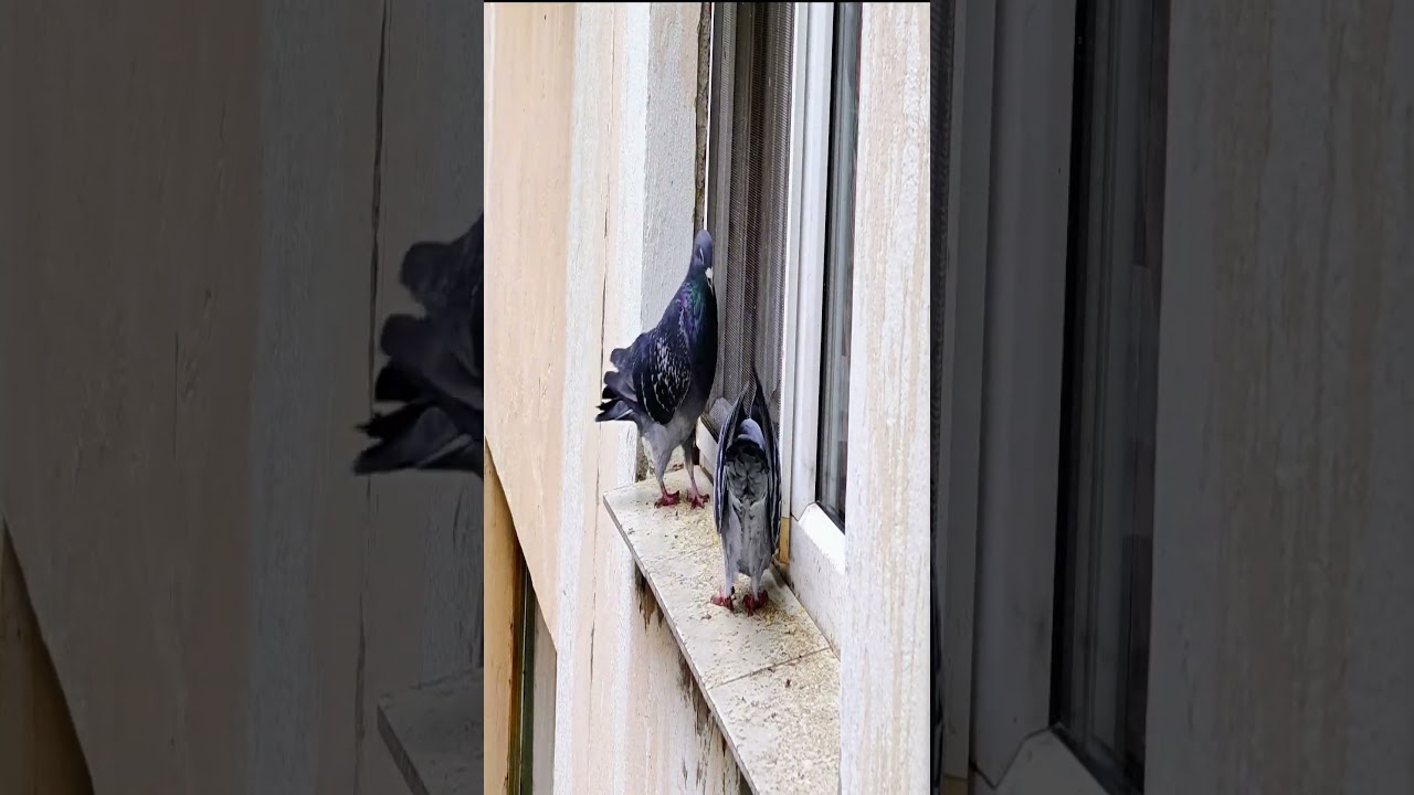 🌟Feeding Birds🌟The Chillin' Hut - Fragments of Starlight 