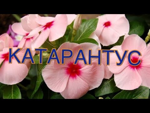 КАТАРАНТУС. ТРИ ВАЖНЫХ МОМЕНТА, КОТОРЫЕ НУЖНО УЧЕСТЬ!