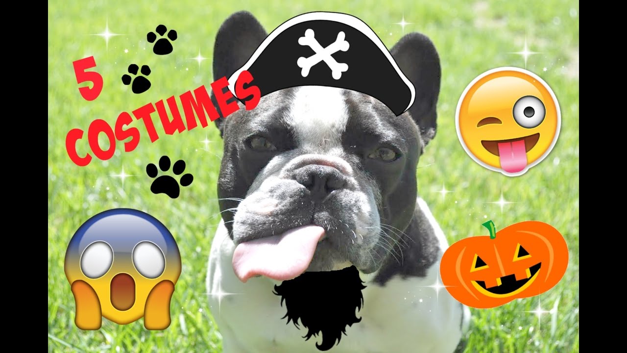 FUNNY French Bulldog Halloween Costumes w/ Matching Kids Costumes! BLIND BAGS I Uh Oh Coco