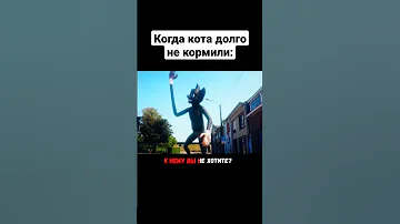 Когда кота долго не кормили Shorts 