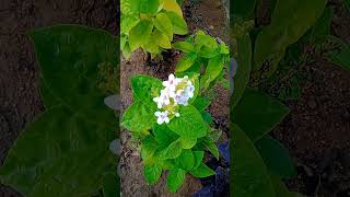 Gardening Gives pollution free environment