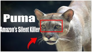 Puma The Stealthy Predator of the Amazon Rainforest