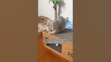 🐱Cat scratching board factory #cat #catbehavior #pets #catscratching #funnycats