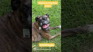 National Dog Day 2022