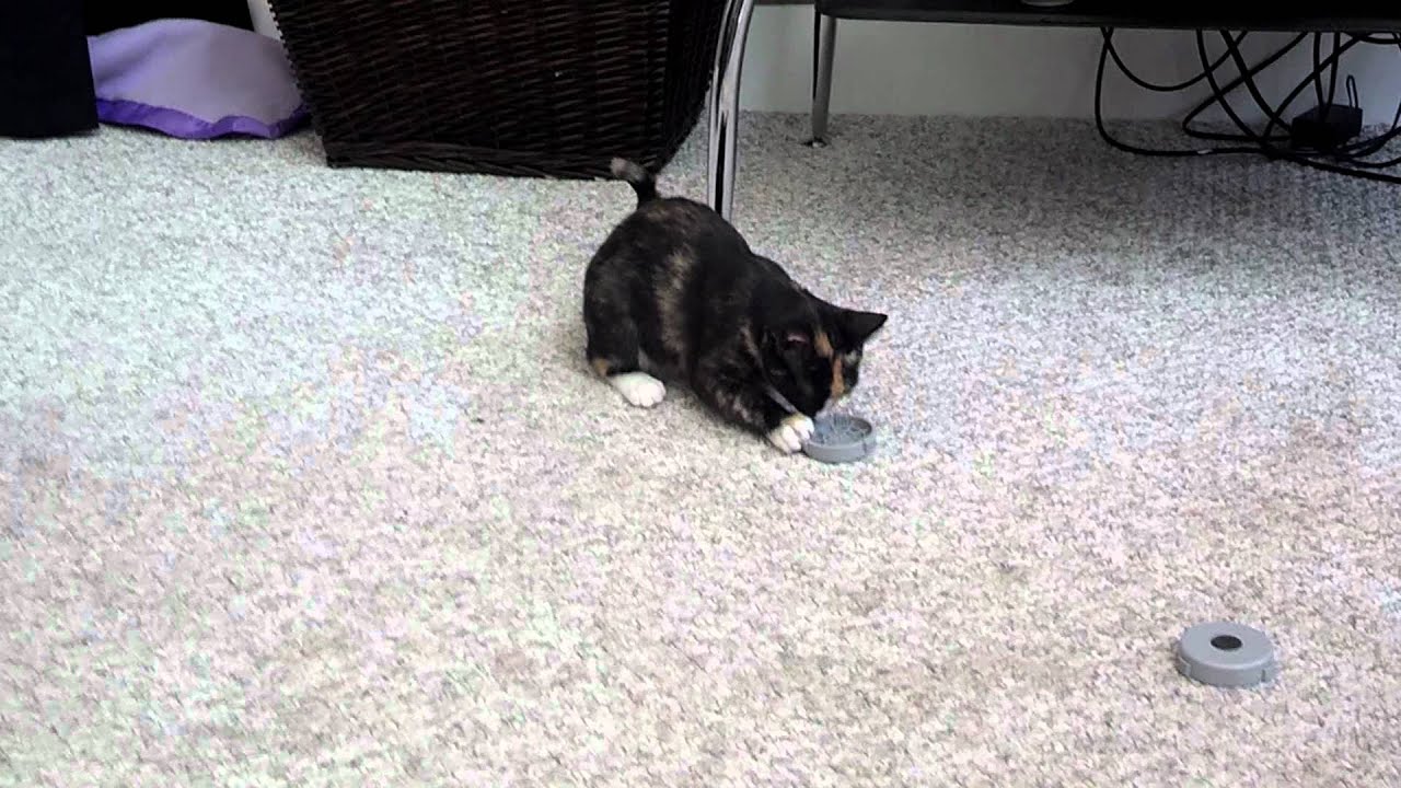 LOL really jumpy cat! YouTube