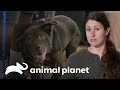 Asombrosos antes y después en perros rescatados | Pit Bulls y convictos | Animal Planet