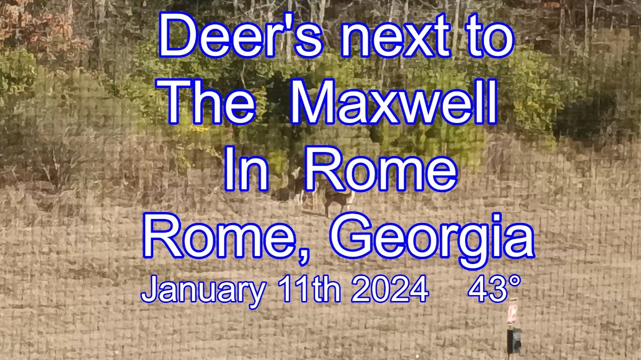 Deer Rome Deer's next to The Maxwell in Rome. Rome, Georgia January 11th 2024 😎☕ ...