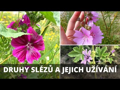 Video: Sléz Obecný