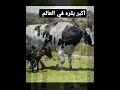 اكبر بقره في العالم