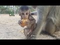 Life of monkeys Ep164, baby monkey eating bread, baby monkey trying to e...