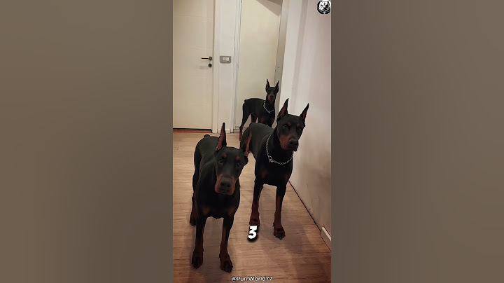 Top 3 Most Reliable Guard Dog Breeds for Family Protection 💪🐶