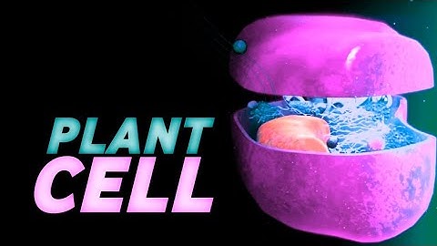 CELL WALL : Structure and Functions || 3D ANIMATION || @MagnetBrainsEducation