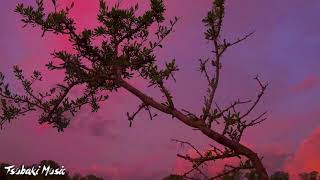 💜Videos de ATARDECERES hermosos/cielo rosado pajaros