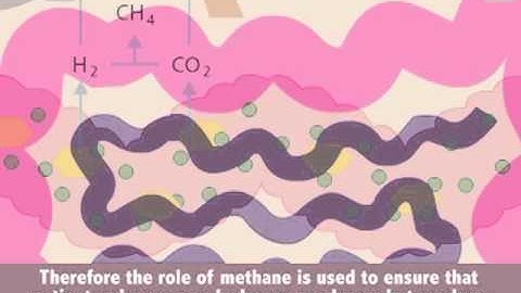 GastroCH4ECK™ Gastrolyzer Breath Hydrogen (H2) and Methane (CH4) Monitor