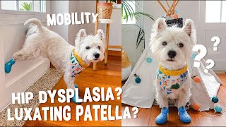 WHY Is My WESTIE DOG Skipping On His Back Leg? Sharing my experience with Sami's leg problems