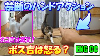 Would Boss Cat be angry the same way as Calico cat?【Eng CC】