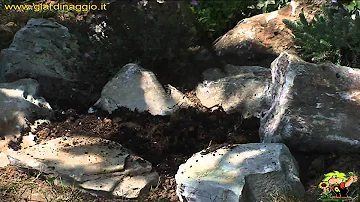 Cosa piantare giardino roccioso?