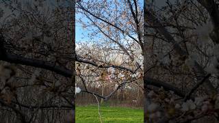 April 23 cherry Blossom at Centennial Park.