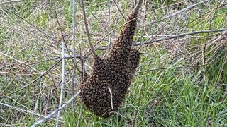 First 2026 swarm, at dusk and they were not happy.