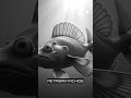 Mesozoic Marine Reptiles: From Ichthyosaurs to Mosasaurs