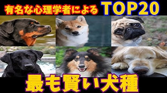 賢い犬 Youtube