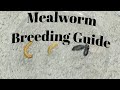 Breeding Mealworms Made EASY! Step By Step!