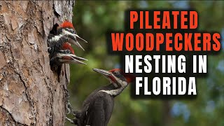 Pileated Woodpeckers Nesting In Florida by Harry Collins Photography 525 views 2 months ago 3 minutes, 6 seconds