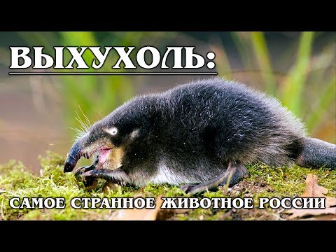 Vidéo: Quel Zoo Du Kazakhstan Est Le Plus Grand