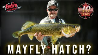 Walleye Fishing During A MASSIVE Mayfly Hatch
In this Fish’n Canada episode, Pete Bowman travels to Obakamiga (Buck) Lake in Northern Ontario looking for the ultimate Walleye adventure. On his prior visit here, he and Angelo Viola caught more than their share of shore-lunch Walleye, but trophies seemed non-existent. On this trip, during a massive & untimely Mayfly hatch, Pete has to employ a different strategy and has one of his best Walleye trips ever! Walleye Fishing During A MASSIVE Mayfly Hatch