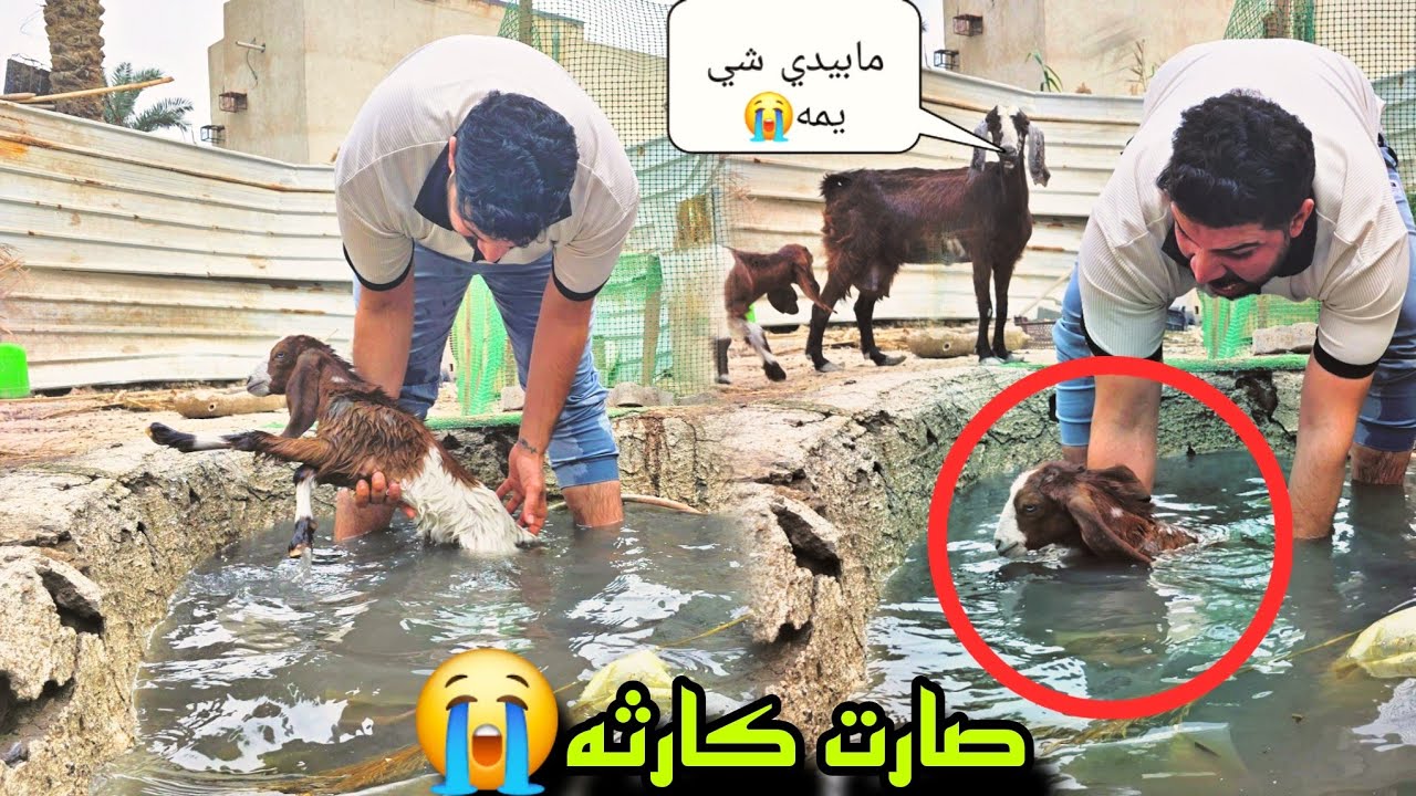 إنقاذ ماعز من الغرق في اللحظات الأخيرة – مشهد لا يصدق!