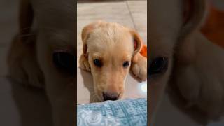 Crying puppy 🥰chinki❤️ #labrador #goldenretriever #animals #doggie #short #subscribe