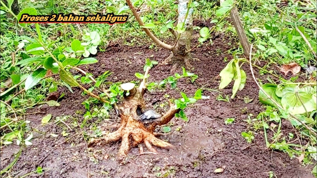Belajar memaksimalkan gerak dasar dan prokaran yang tepat