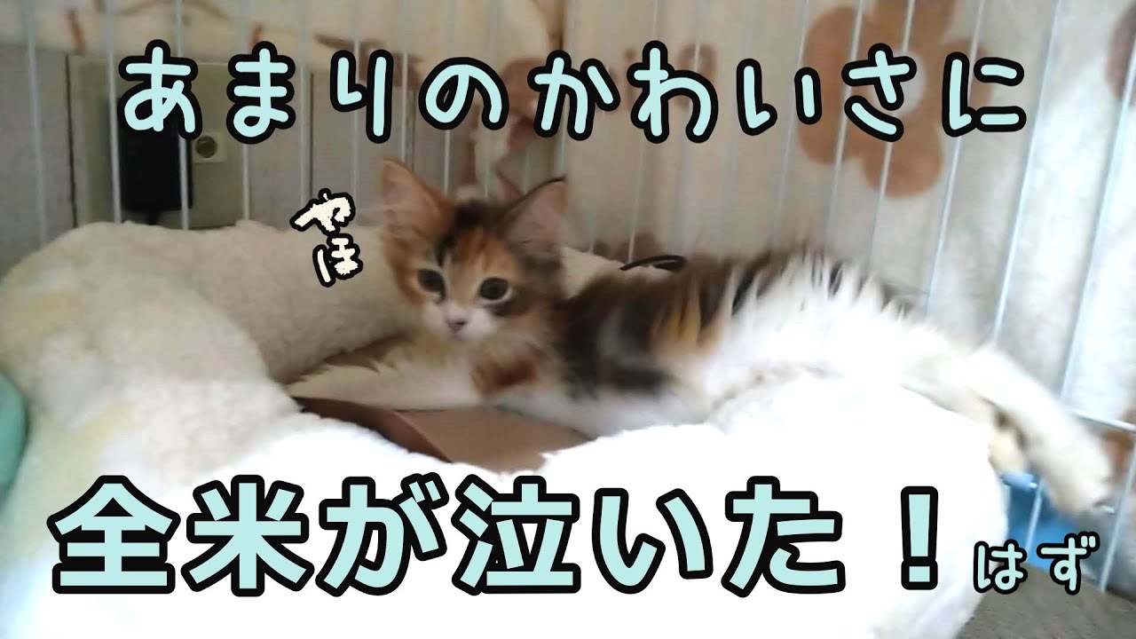 【再編集】お迎えしたニャンコがかわいすぎた件について