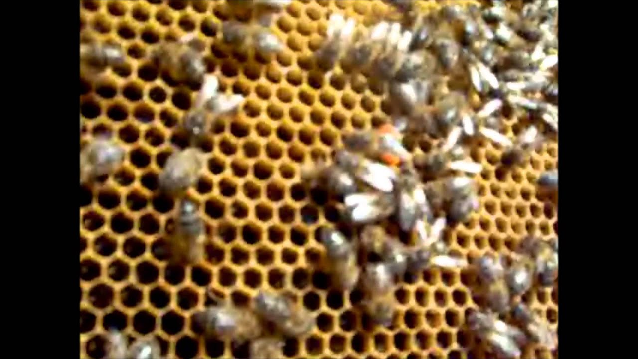 Miel Valle del Zumeta - Santiago-Pontones (Jaén)