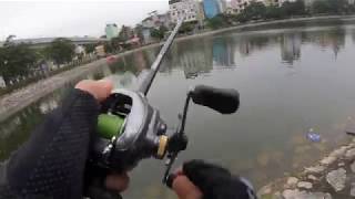 Câu Lure Cá Trê Khủng Hồ Hoàng Cầu