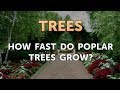 How Fast Do Poplar Trees Grow?