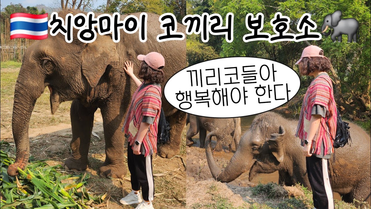 🇹🇭 치앙마이 코끼리 보호소 | 엘리펀트 정글 생츄어리 | 치앙마이 최고의 마사지숍 | 밥
