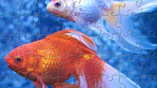 Quebra - Cabeça Jigsaw Puzzles - Gameplay screenshot 4