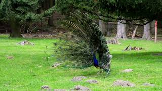 855269 Hd 1280 720 30Fps