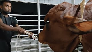 New American Brahman Bull Loading Sadeeq Agro 2022 | Sadeeq Agro Brahman 2022 | Big Cow 2022