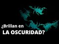 Lo que no sabías de los escorpiones