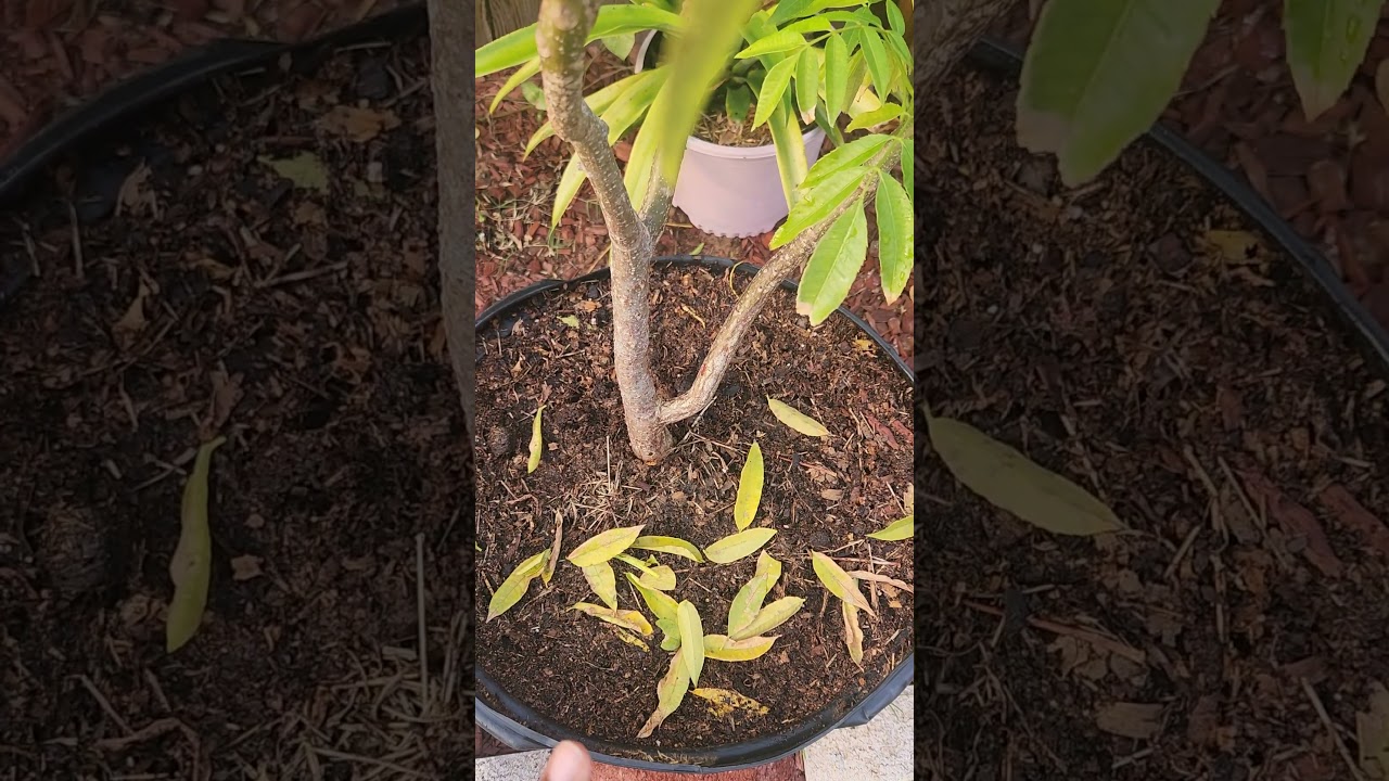 How to care for your June Plum tree over Winter. 