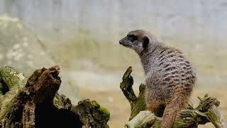 meerkat