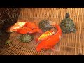 Top15 Videos  Amazing fishing! Caught beautiful KOI, Goldfish,  Haflmoon and two lovely baby turtle