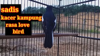 KACER RASA LOVEBIRD 2020 | Bagus buat masteran kacer anda