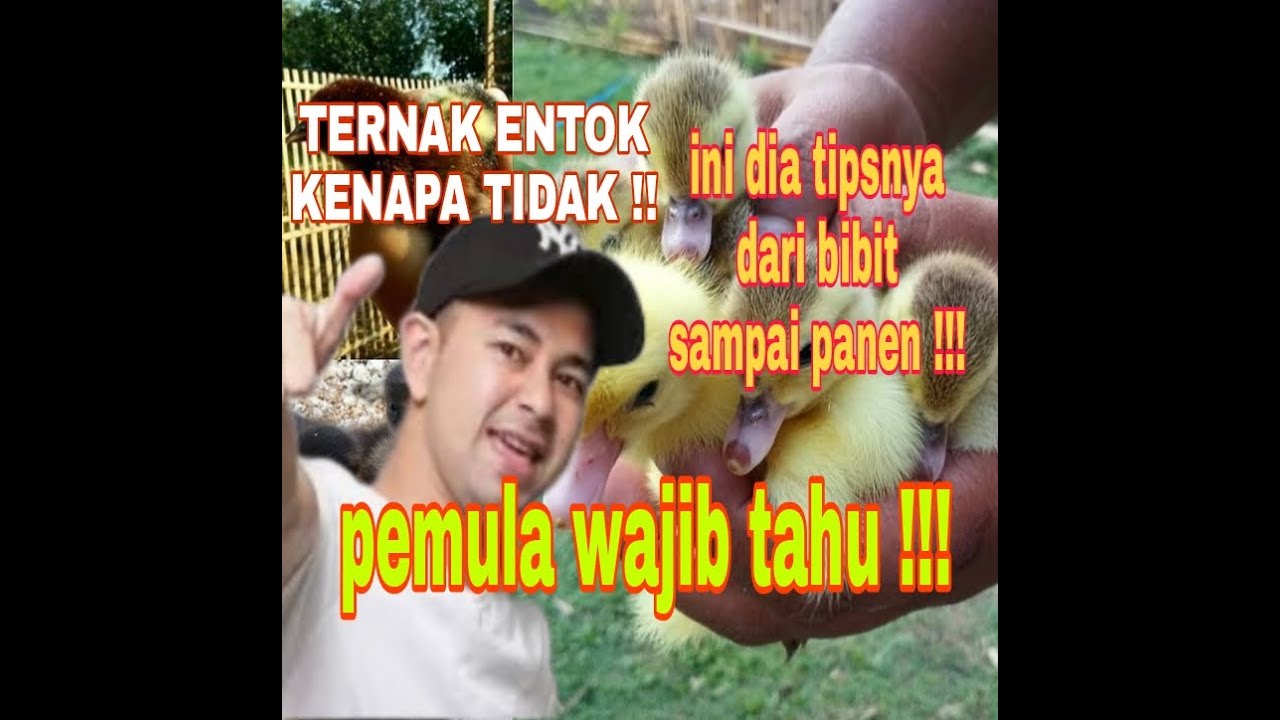 CARA TERNAK ENTOK AGAR SUKSES DAN BERHASIL ANTI GAGAL!!|DARI BIBIT