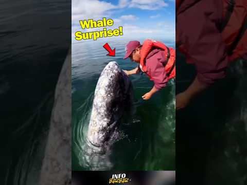 يا إلهي حوت يقترب من الصياد طعام قصير مضحك صيد