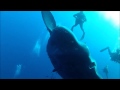Mergulhador fica 'pequeno' ao lado de peixe-lua gigante.