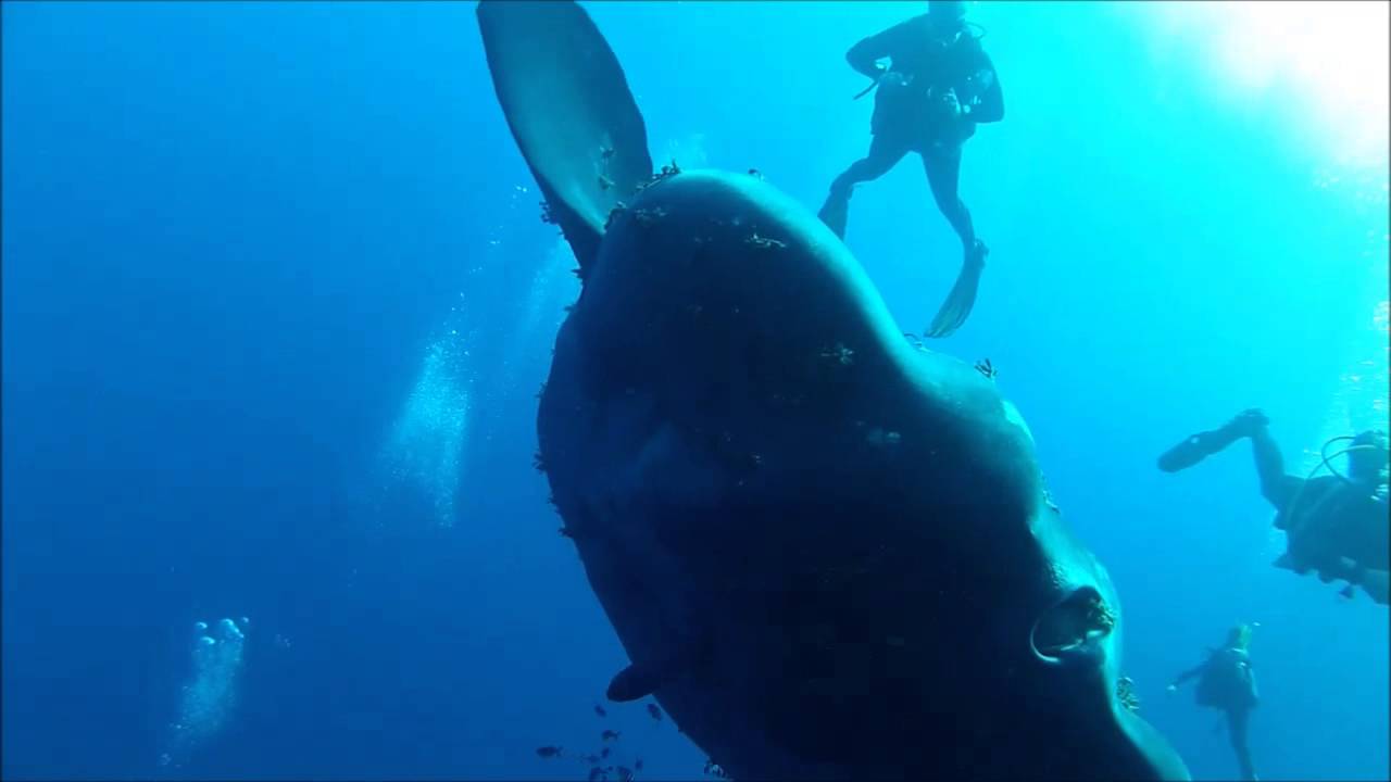 Mola Mola at Wied Il Mielah, Gozo, 21-8-2014 