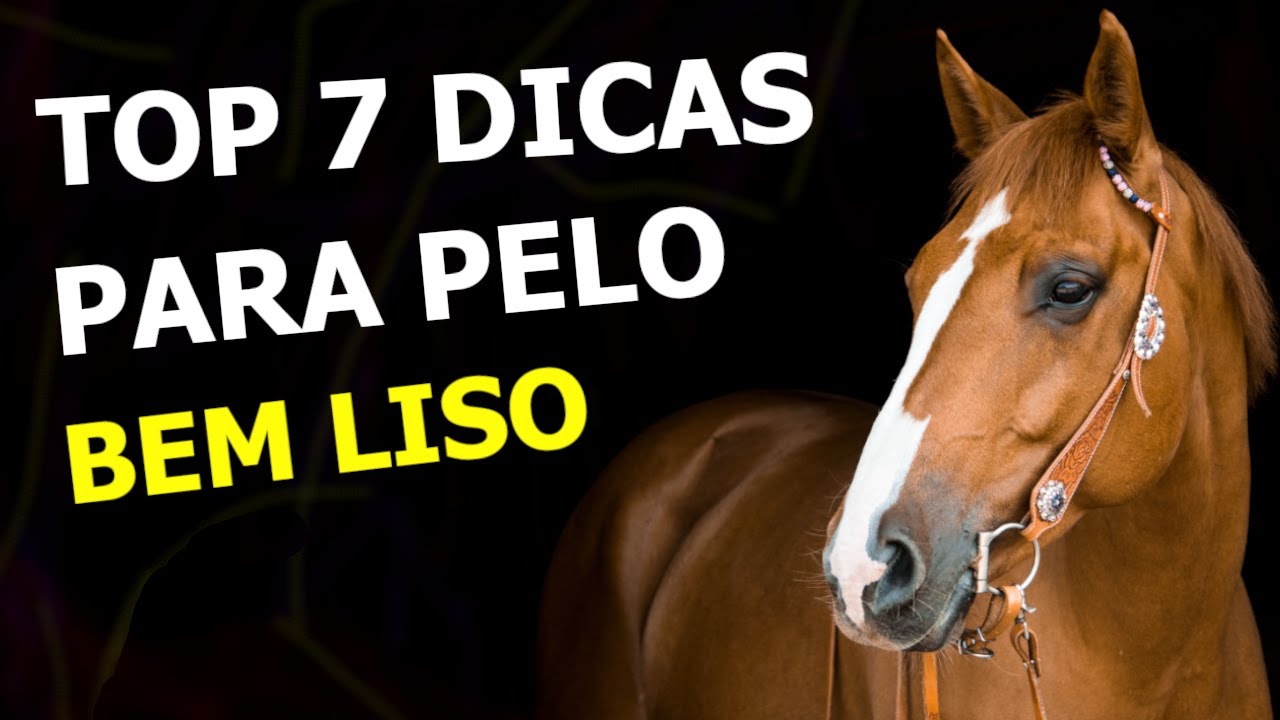 Como deixar o pelo do cavalo liso e brilhante? O que fazer para o cavalo ficar bonito?